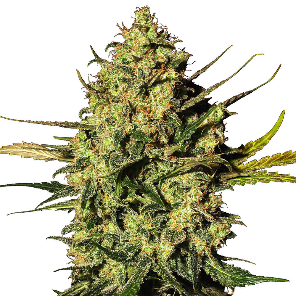 Master Kush Auto