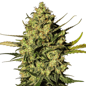 Master OG