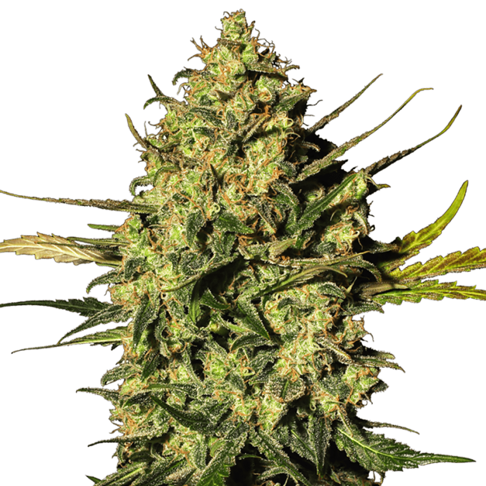 Master OG Auto