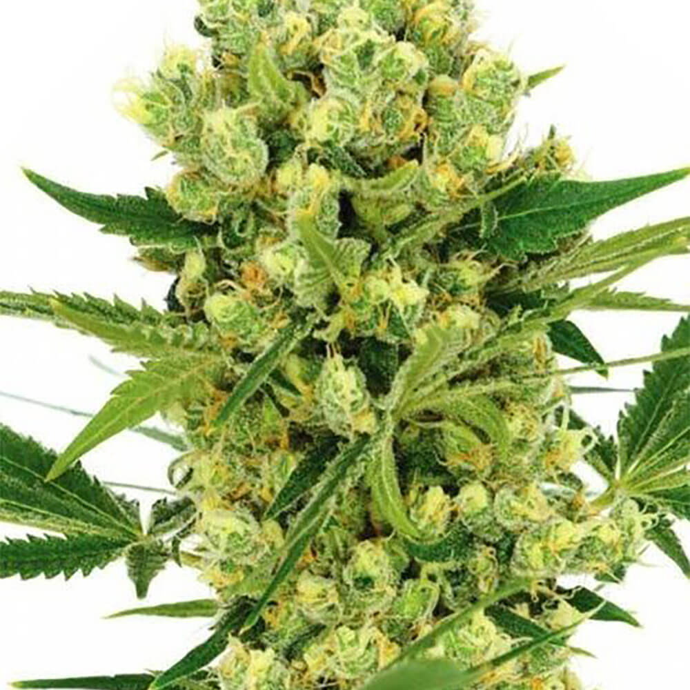 Maui Wowie