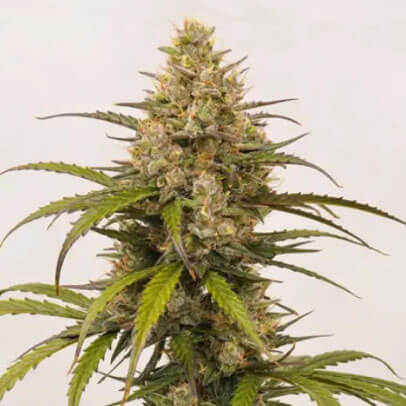 Melonade Auto
