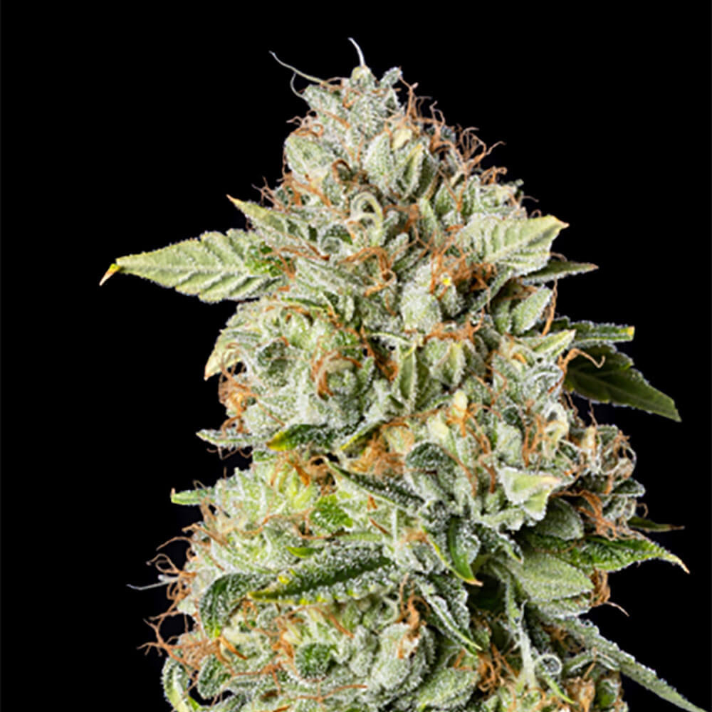OG Kush