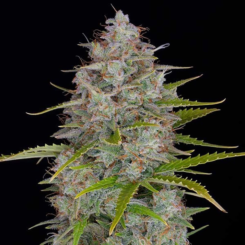 Orange Fuel