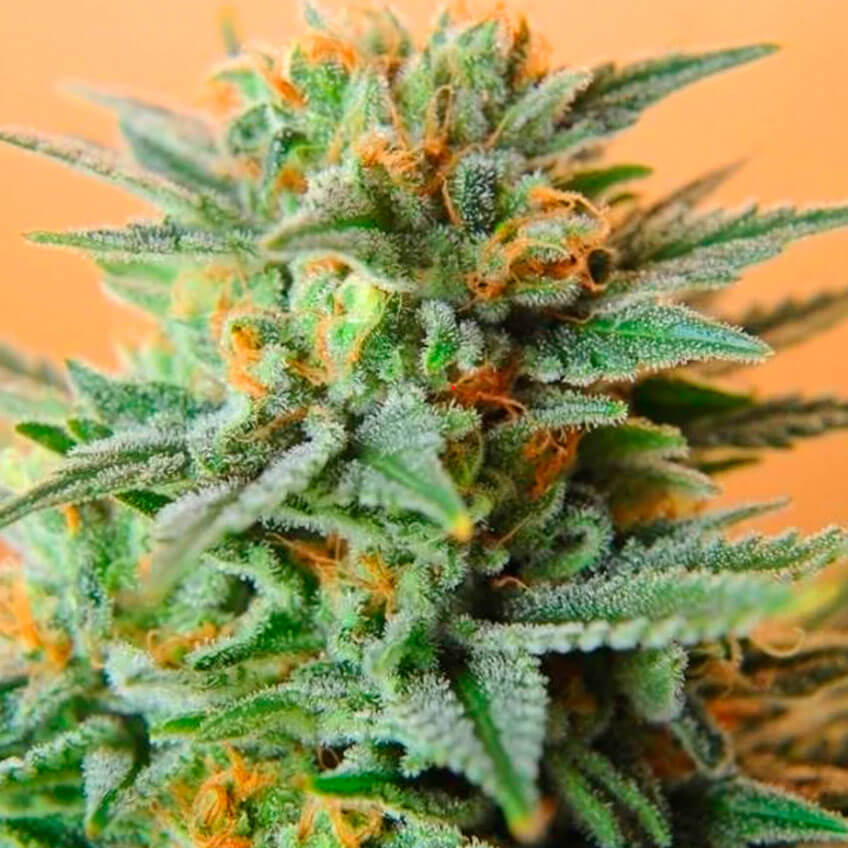 Papaya Kush
