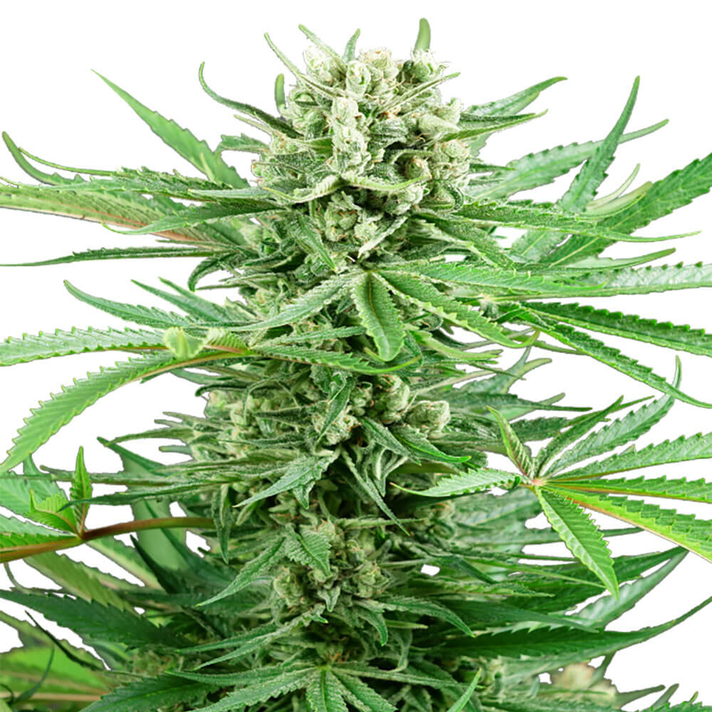 Papi Chulo Auto
