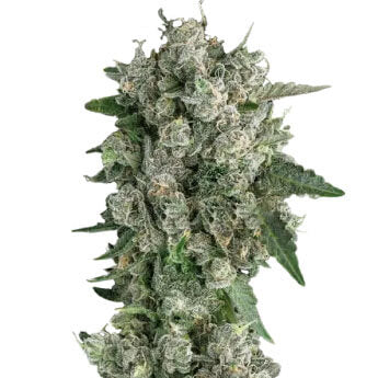 Peanut Butter Breath