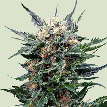 Pink Gorilla