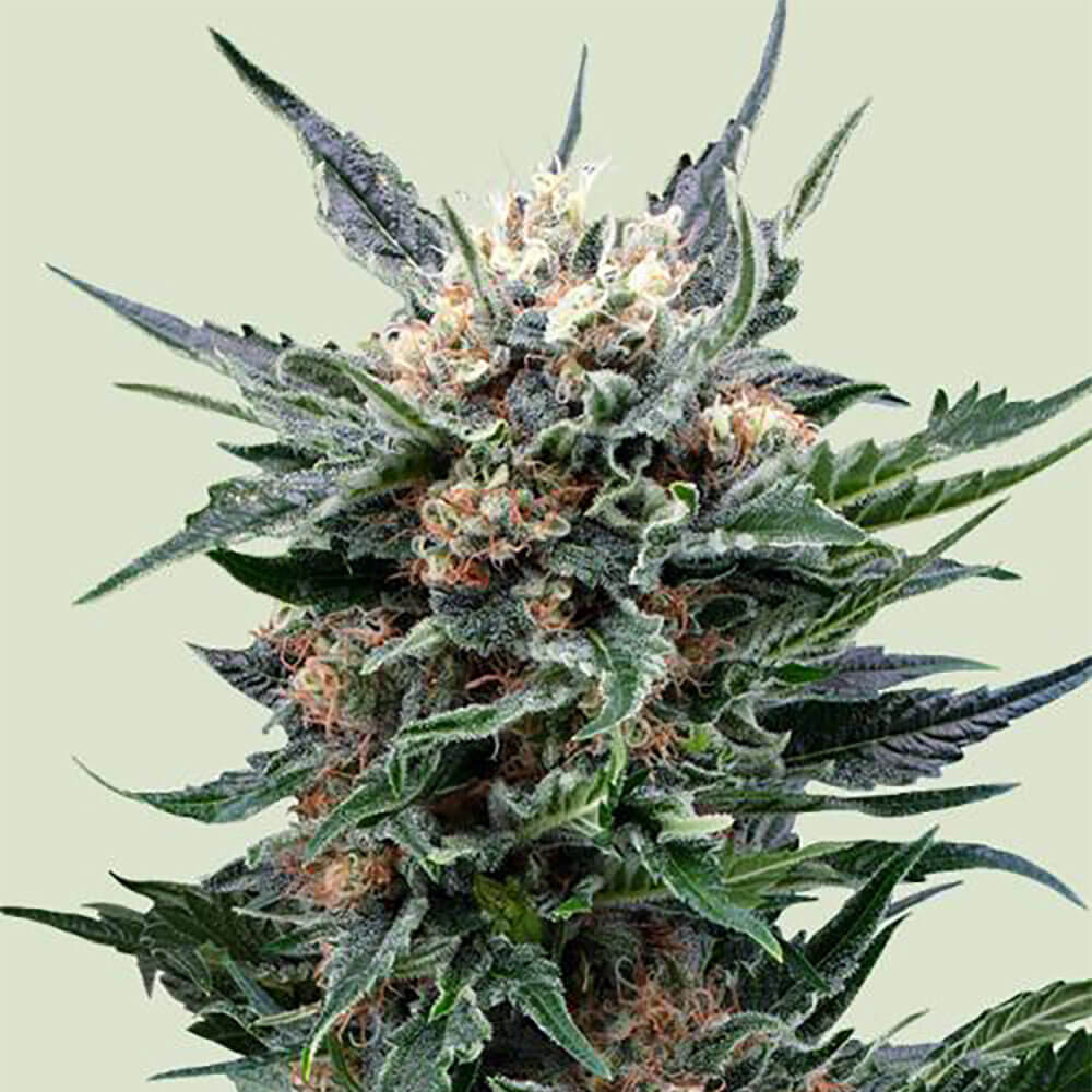 Pink Gorilla Auto