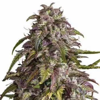 Purple Haze Auto