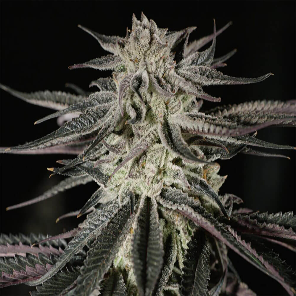 Purple Kush