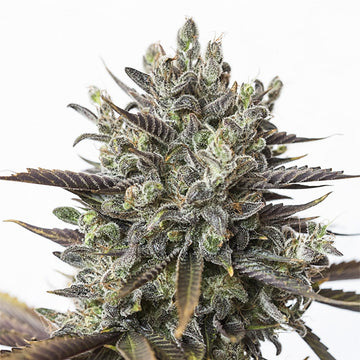 Purple Orange CBD
