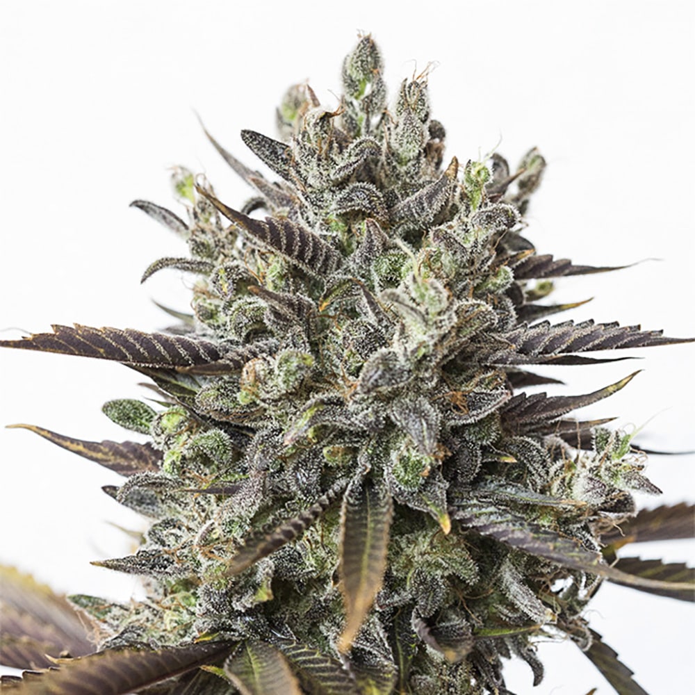 Purple Orange CBD Auto