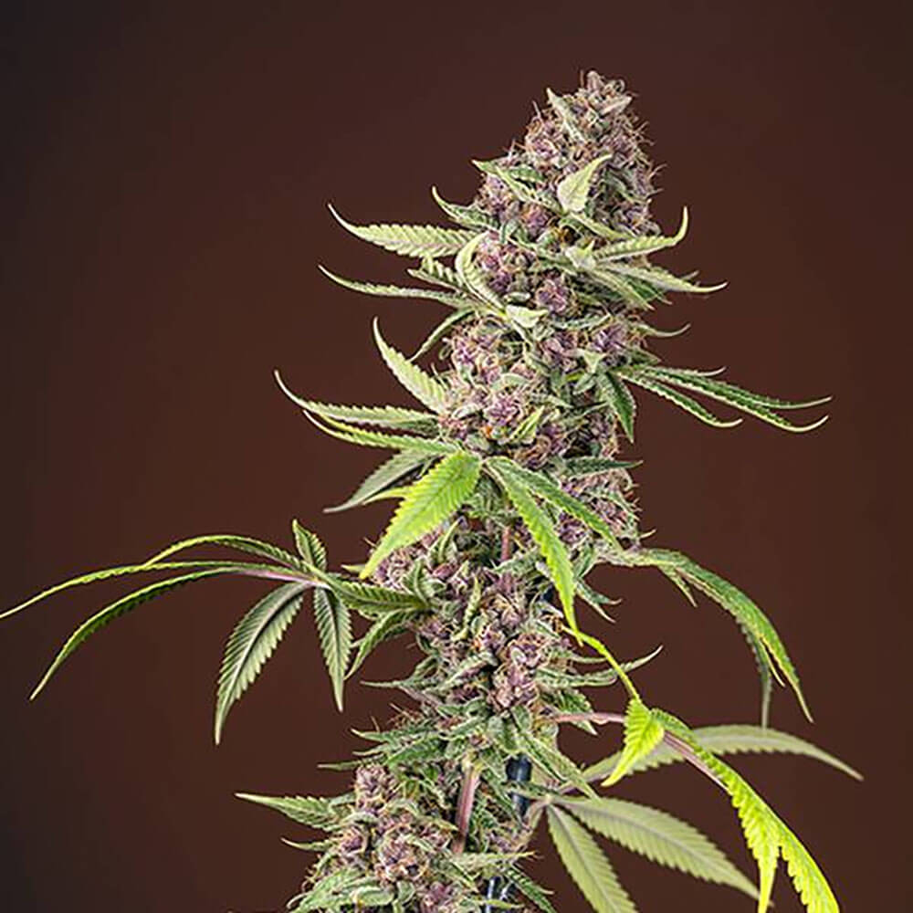 Red Mandarine Auto