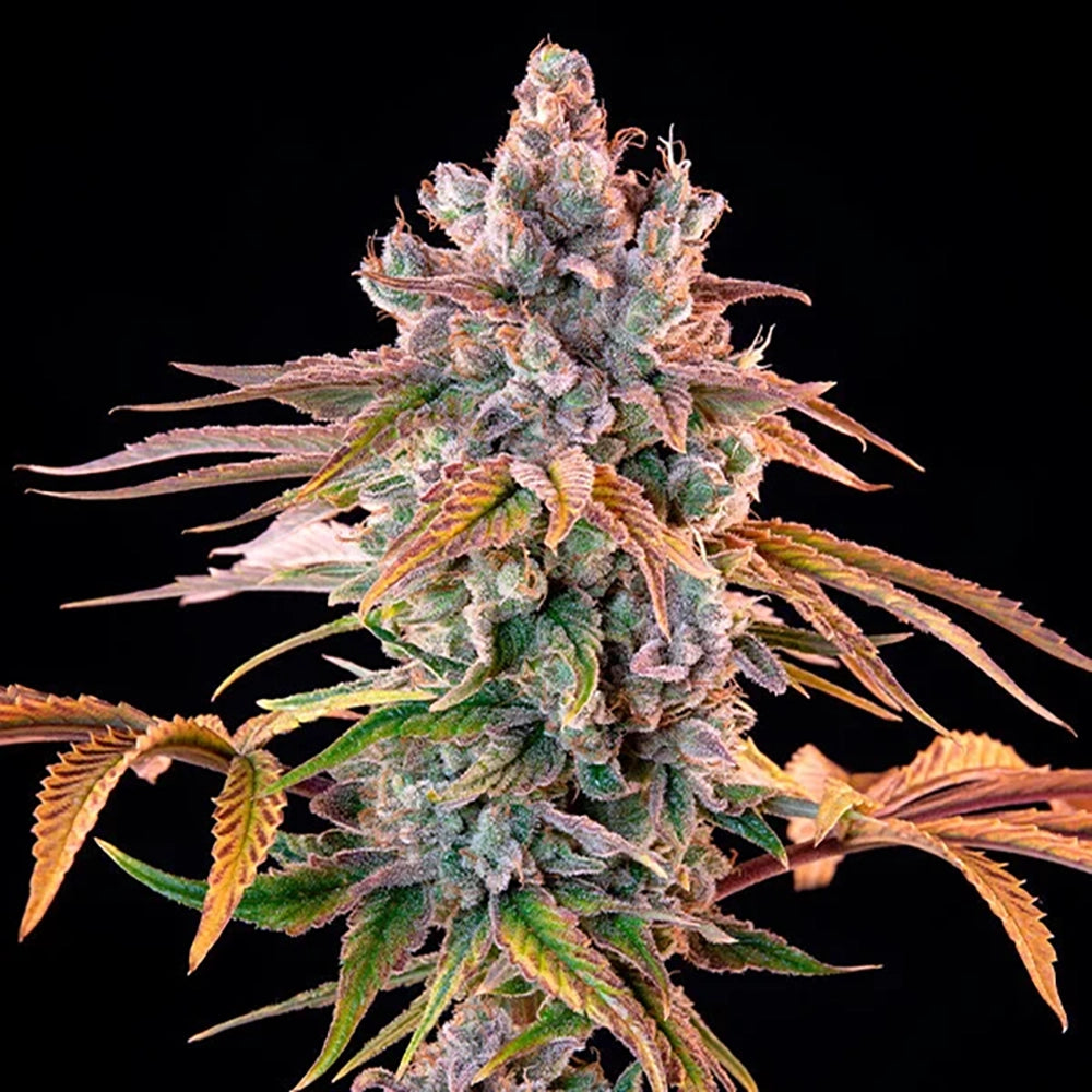 Royal with Cheese Auto