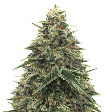 Shiatsu Kush