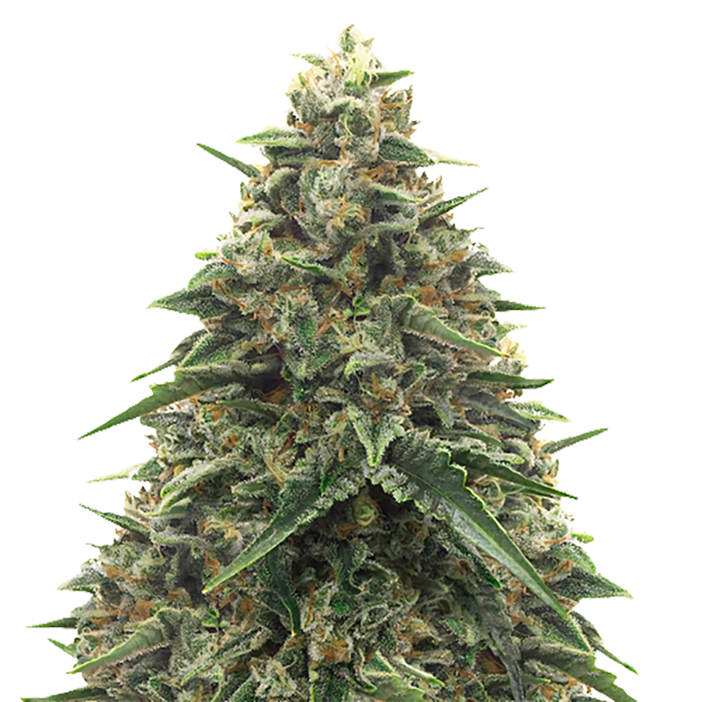 Shiatsu Kush Auto
