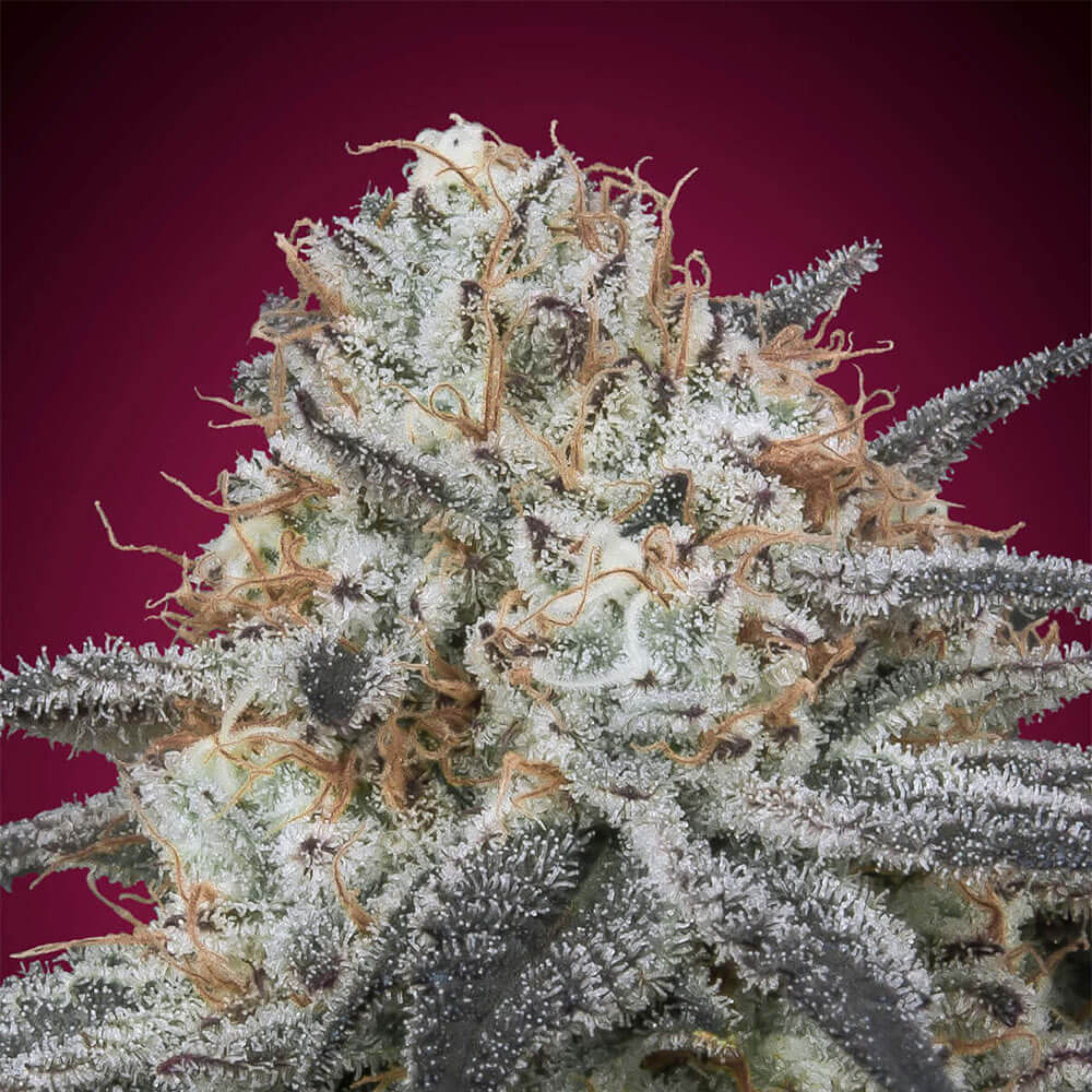 Slurricane Auto