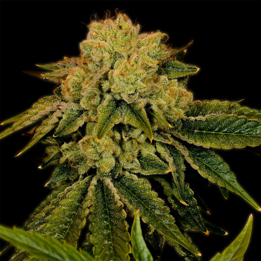Space Cake Auto