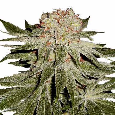 Stardawg Auto