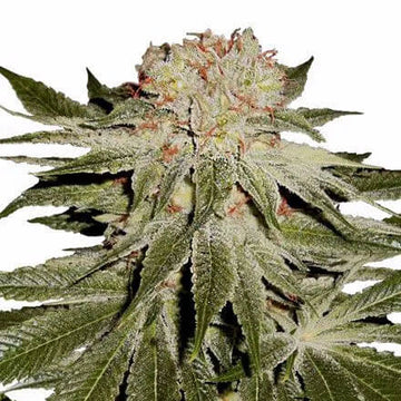 Stardawg