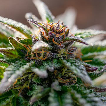 Strawberry Cough Auto