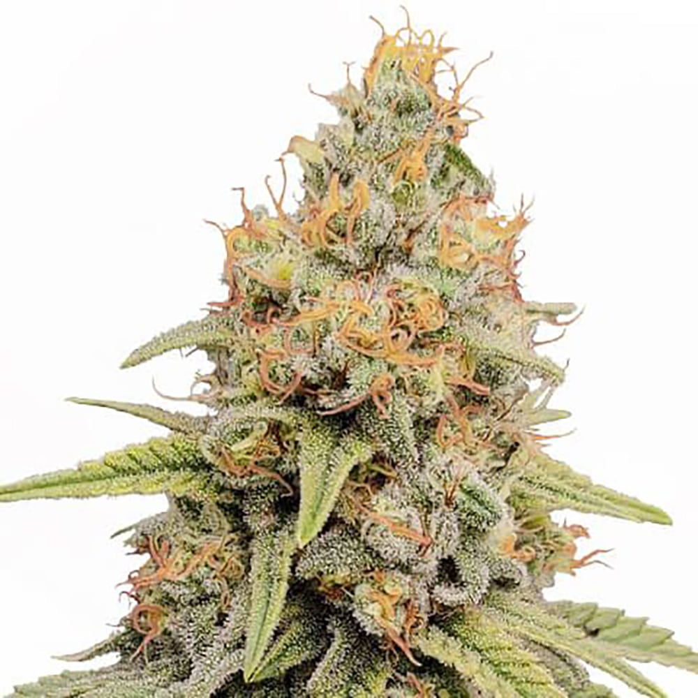 Strawberry Kush Auto