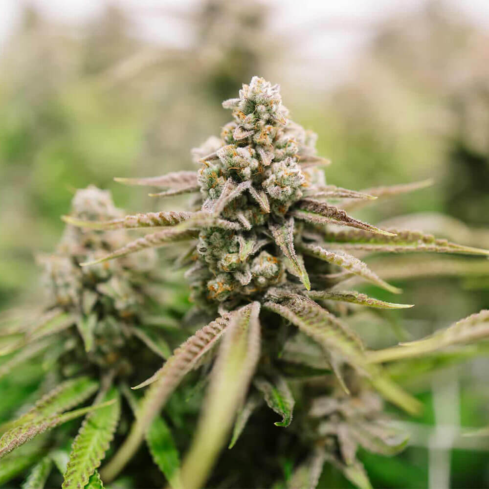 Strawberry Lemonade Auto