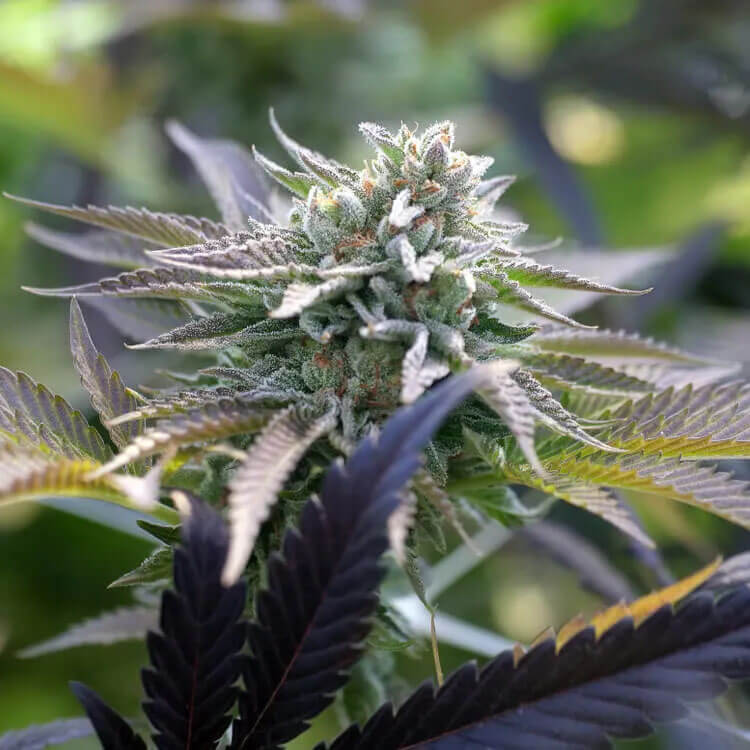 Sunset Sherbet Auto