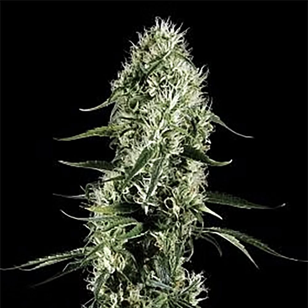 Super Silver Haze