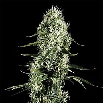 Super Silver Haze
