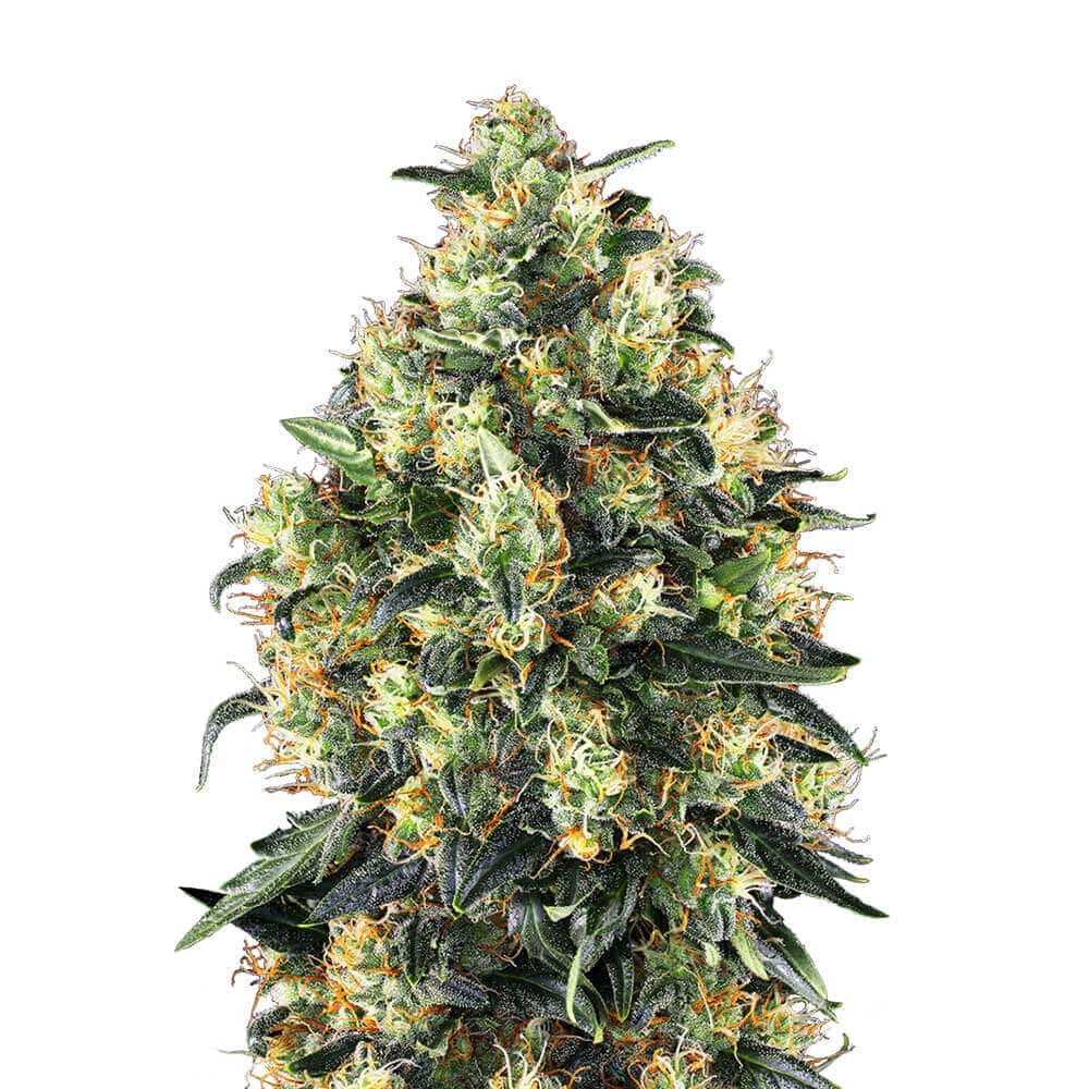 Super Skunk Auto