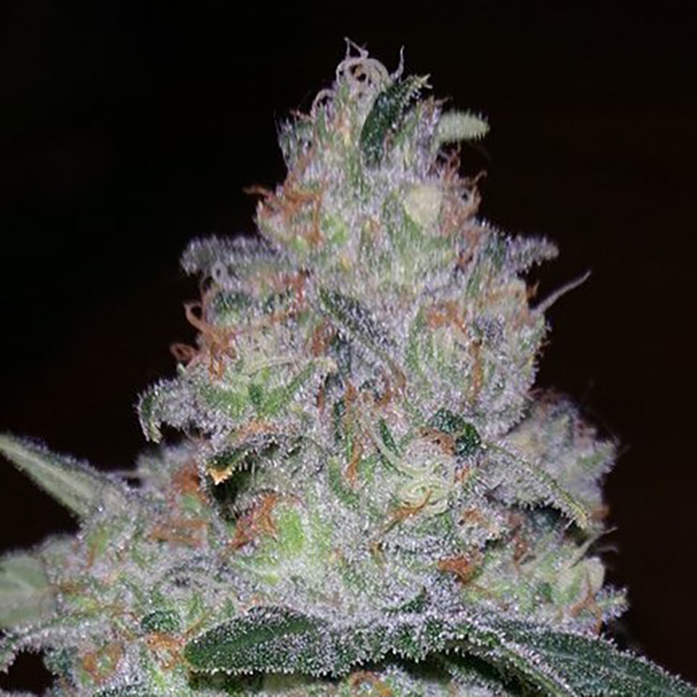 Supernova Auto