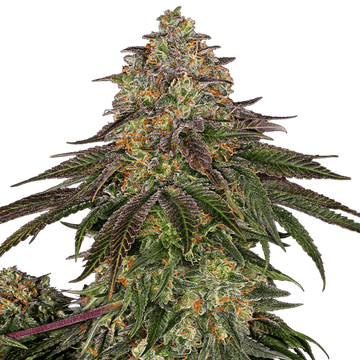 Sweet Kush