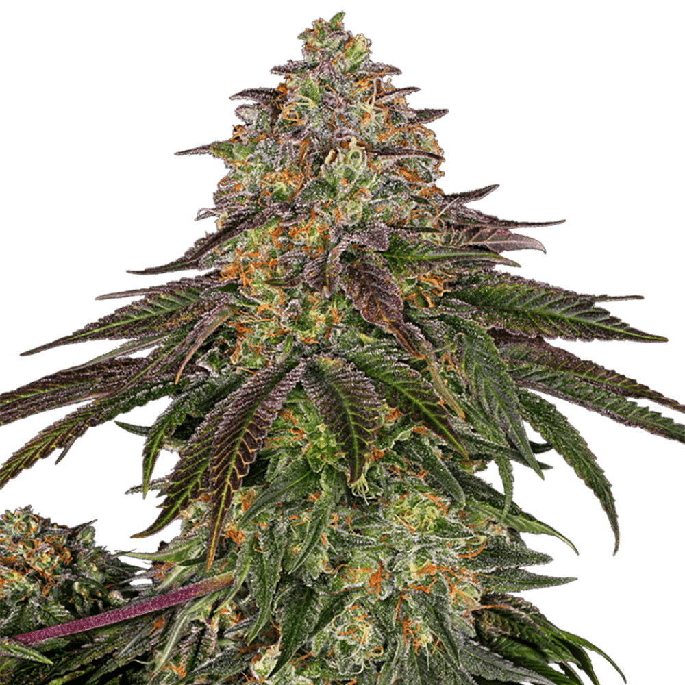 Sweet Kush Auto