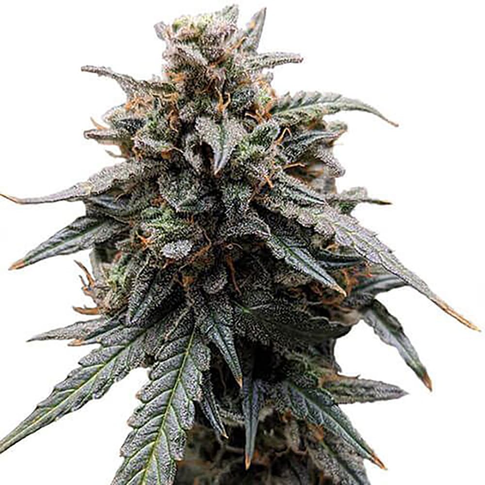 Sweet Tooth Auto