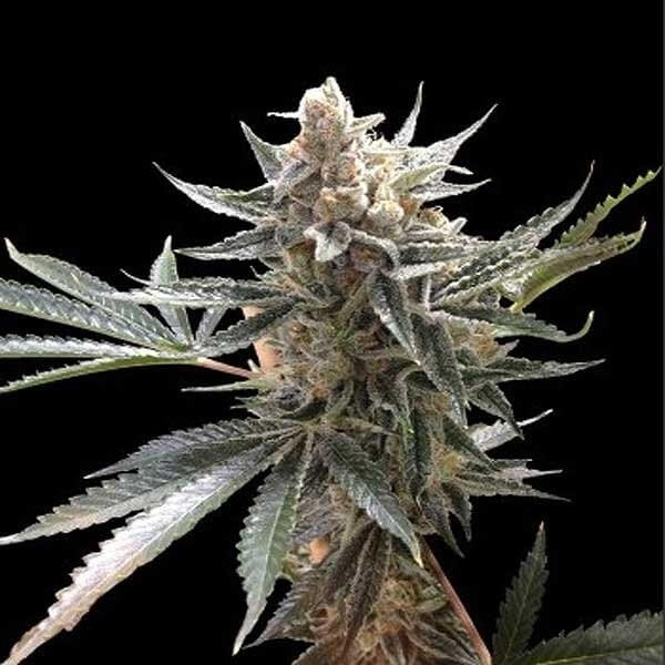 Tangie Auto