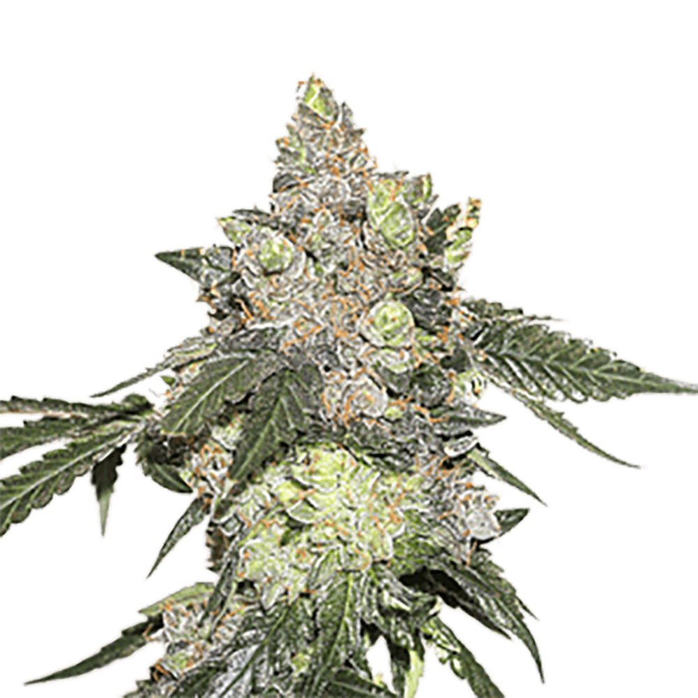 Thin Mint Cookies Auto