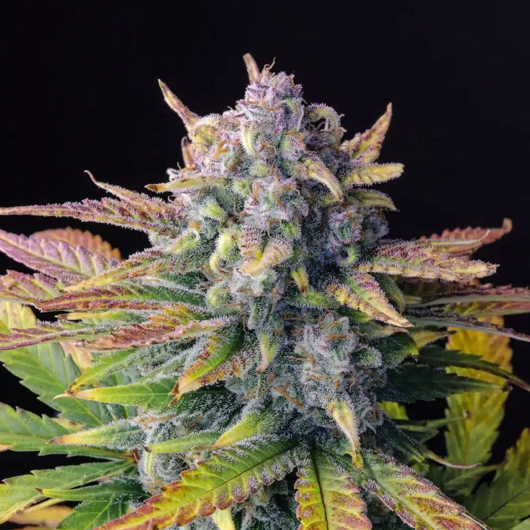 Tropicana Cookies