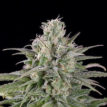 UK Cheese