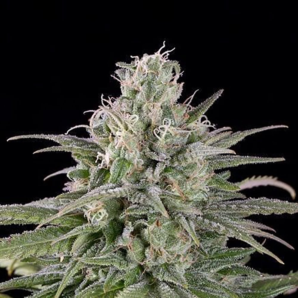 UK Cheese Auto