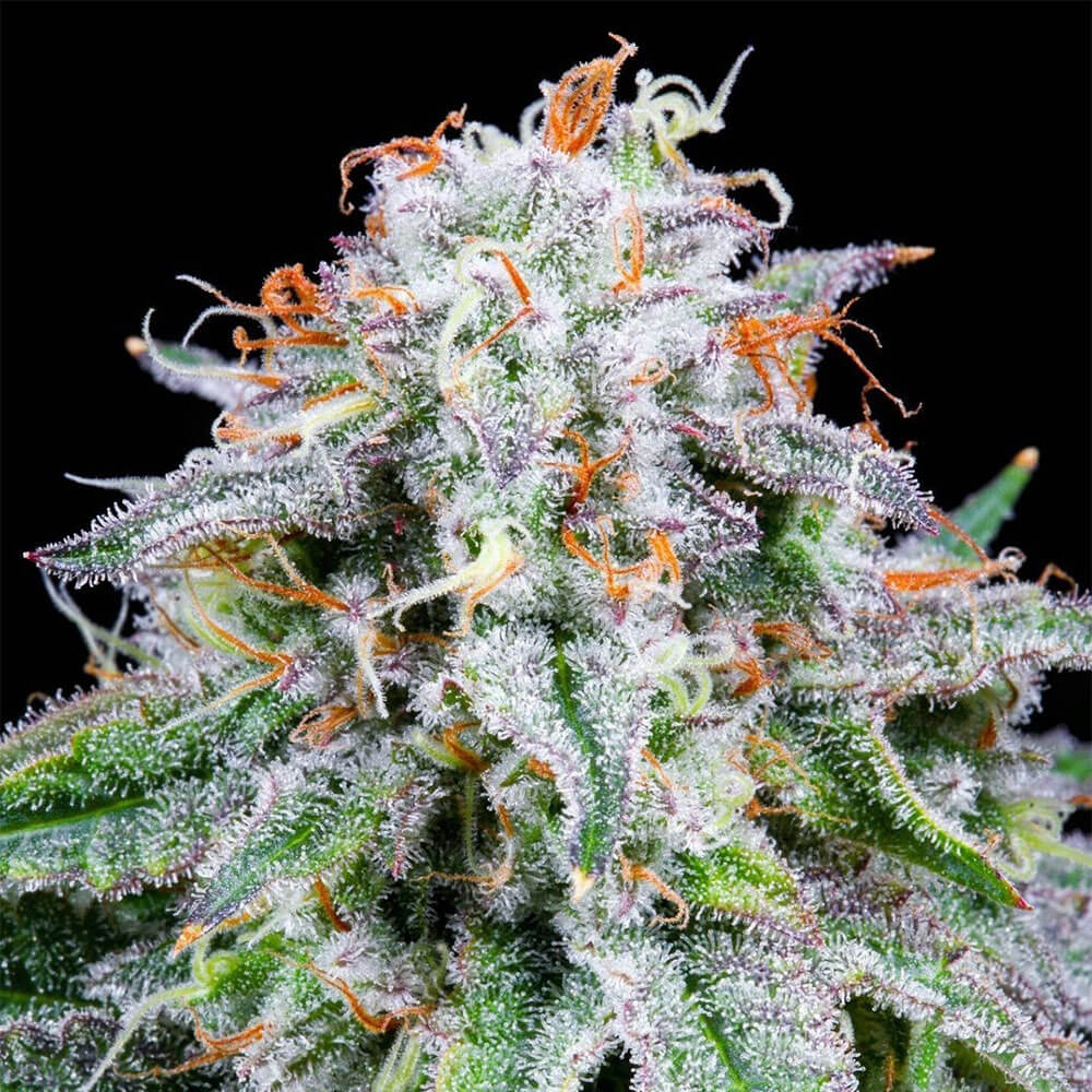 Watermelon Mimosa Auto
