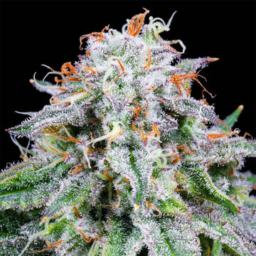 Watermelon Mimosa Auto