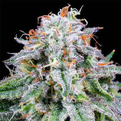Watermelon Mimosa Auto