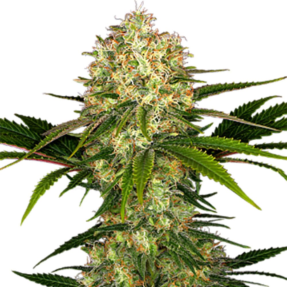 White Ice Auto