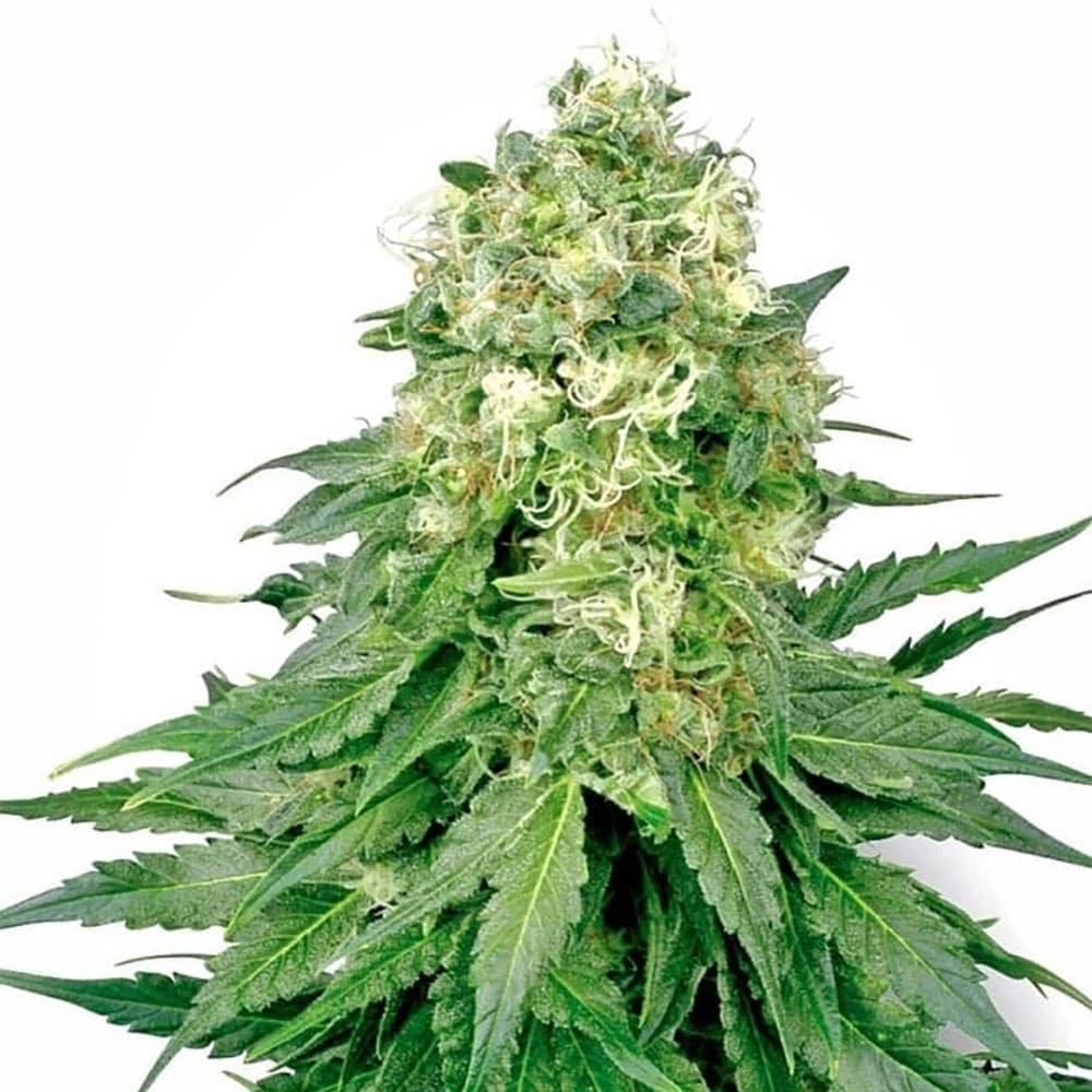White Rhino Auto