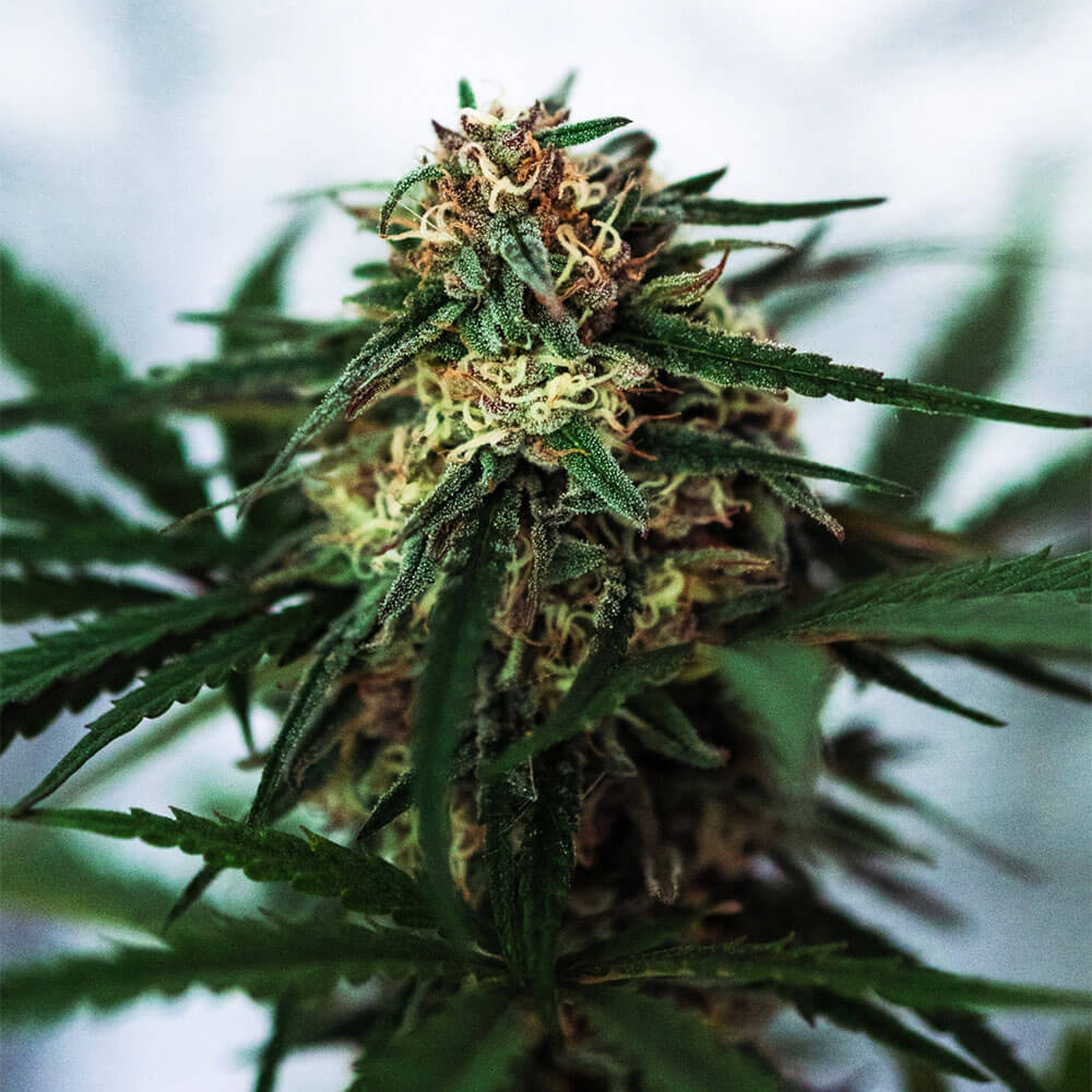 White Truffle Auto