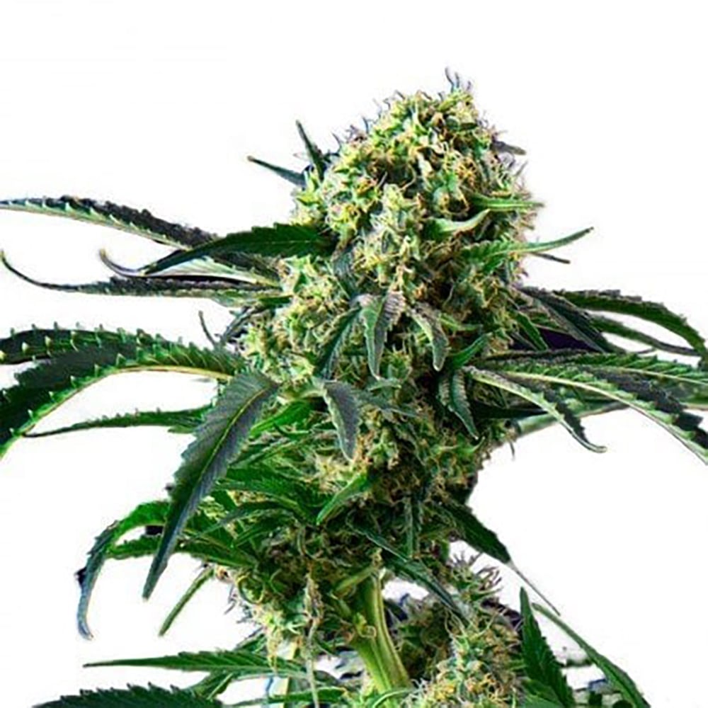 Wrecking Ball Auto