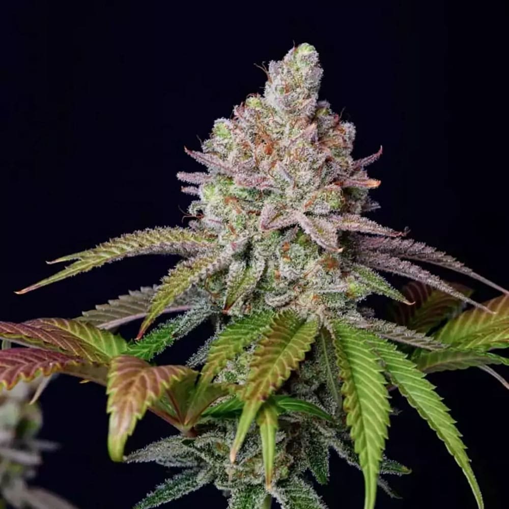 Zkittlez