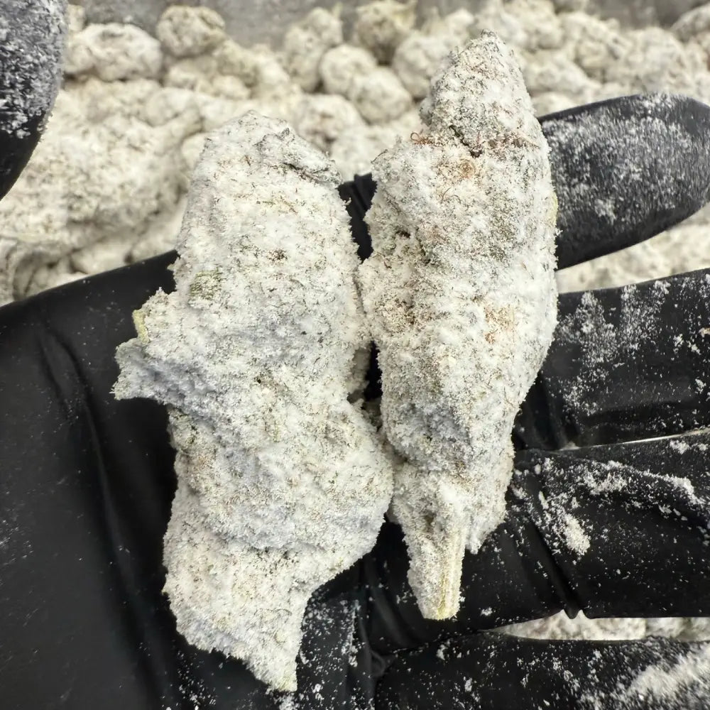 THCa Snowballs Opening Act