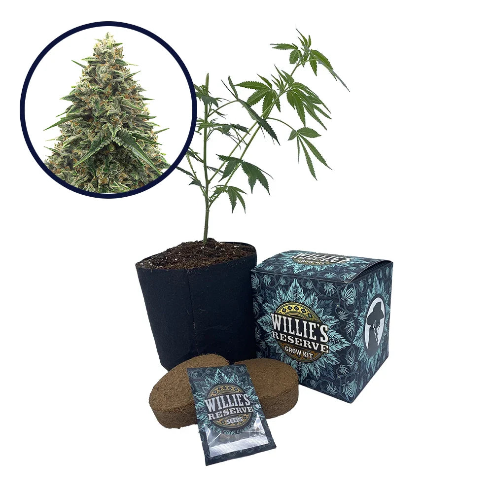 Shiatsu Kush Strain High Yield Grow Kit